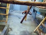 レッサーパンダ赤ちゃん屋内の様子☆円山動物園レッサーパンダ