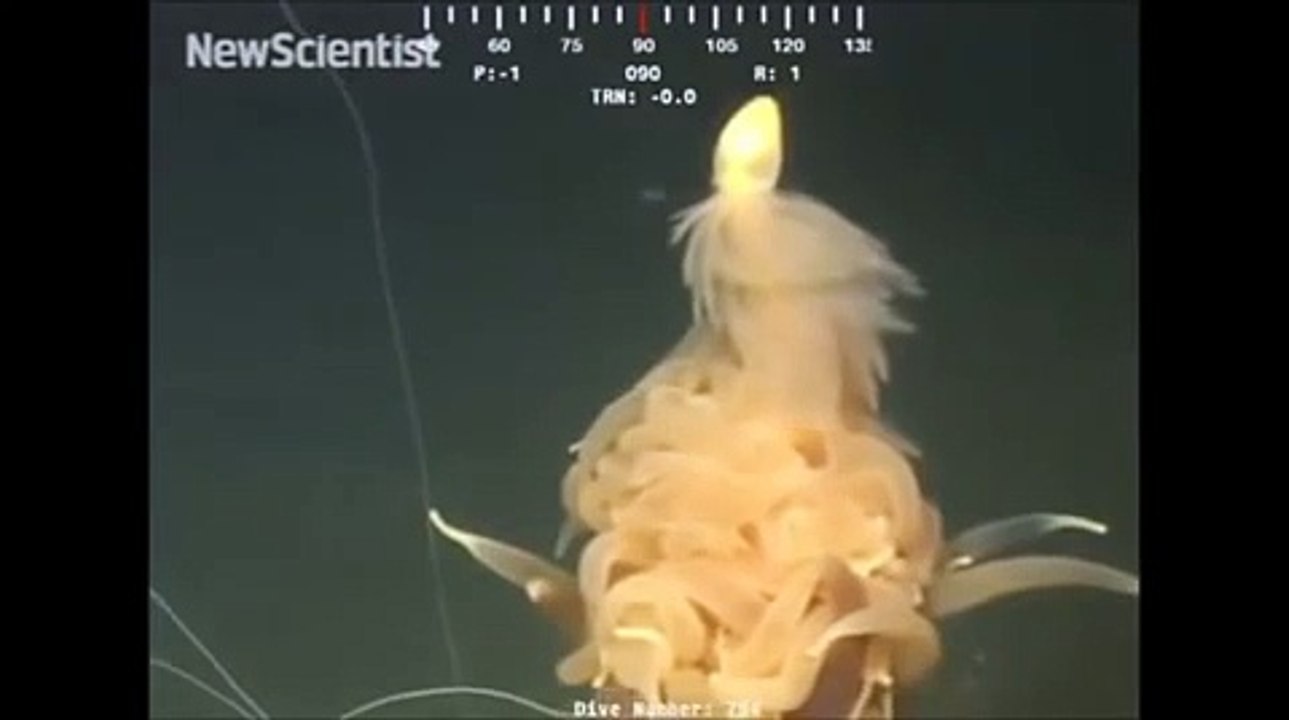 Alien like' sea creature