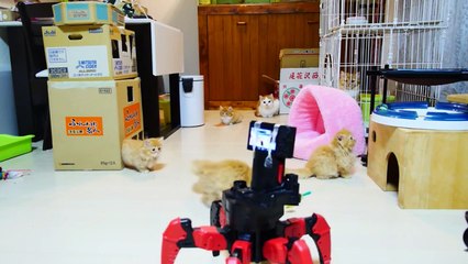 Top 10 and Best Funny Cats Videos Funny Fails Funny Cats Compilation