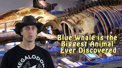 BIGGEST Animal EVER Recorded in the Ocean Depths