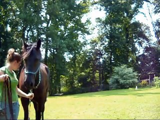 femka: newest horse in for breaking