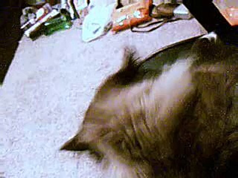 petting a Pussy