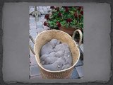 Chiots Braque de Weimar - Weimaraner puppies