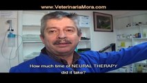 TERAPIA NEURAL para mascotas - NEURAL THERAPY for pets - CLINICA VETERINARIA MORA