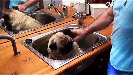 # 23. Barry the Pug in the tub.
