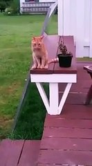 Insolite : ce chat s'assied exactement comme un humain