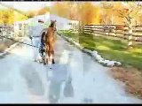 Miracles Do Happen! - Equiade Lube All Plus horse joint pain remedy