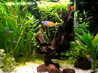 aqua-edwyn collins-a girl like you,victorian spaceman mix (LONG)