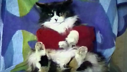 20 Cats Who Hate Their Outfits