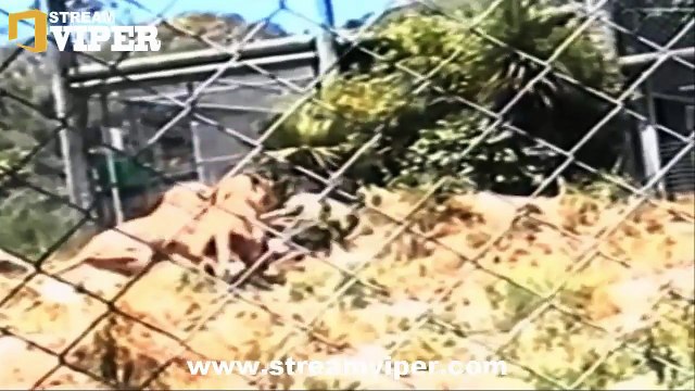 THE MOST AWFUL ANIMAL ATTACKS ON HUMAN 2015