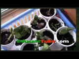 How to make a miniature micro greenhouse for vegetable garden using recyclable plastic egg carton