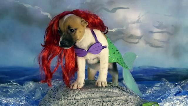 Adorable Disney Puppies in Slow Motion _ Oh My Disney