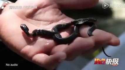 Ils ont découvert un serpent à deux têtes qui tentent de s'entretuer...