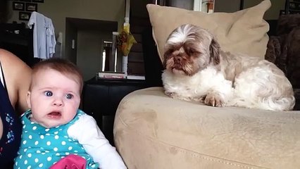 Baby argues with Dog