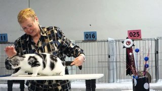 Tails and No Tales 2013 (Cat Show)