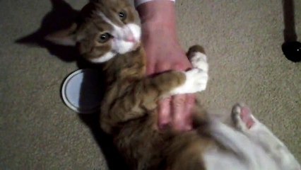 Is this cat abuse? Animal cruelty?
