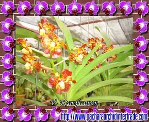Vanda