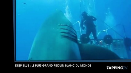 Découvrez les images impressionnantes de "Deep Blue", le plus grand requin blanc du monde !