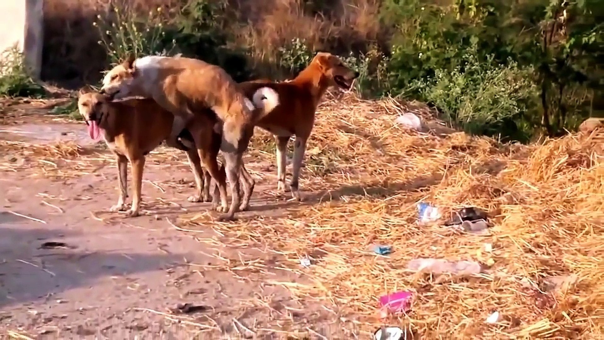 Paarung Hunde - Tiere Bei Der Paarung 2015 - video Dailymotion