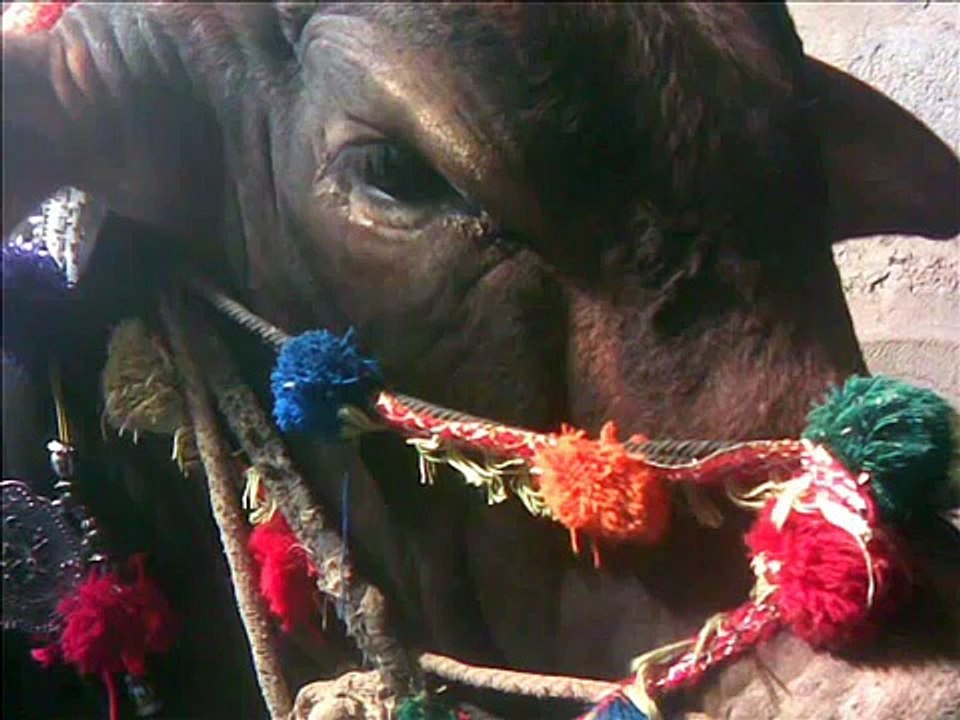 Cow Qurbani 2008 Sahiwal (Pics) (Khurram Bhai)