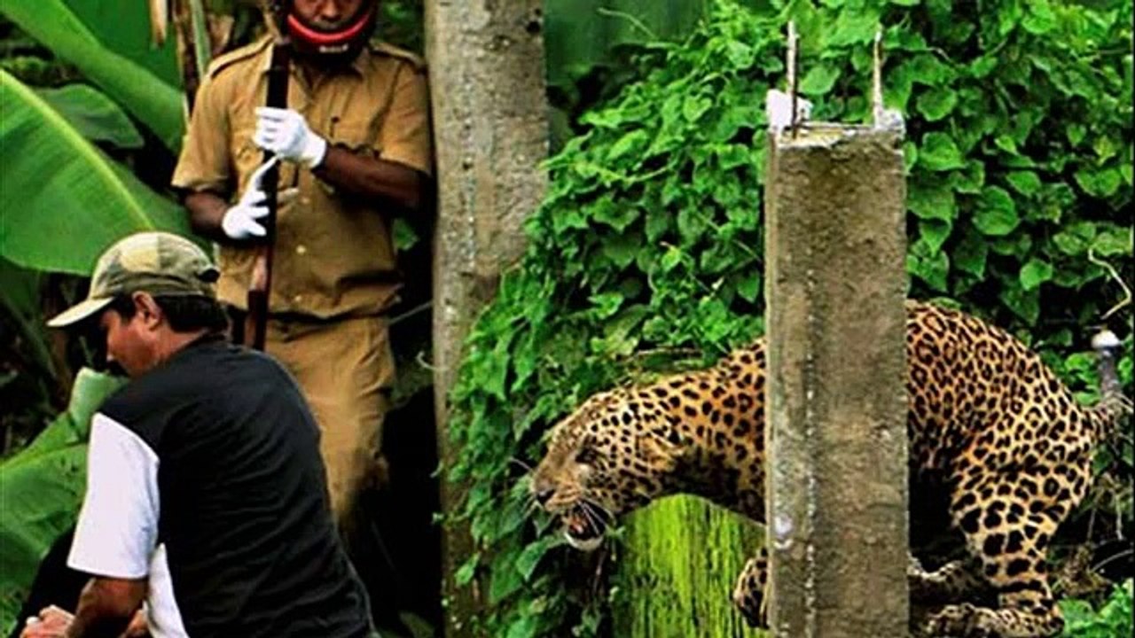 animal attacks human in india