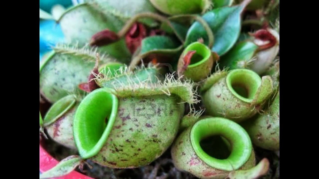 Carnivorous Plants (Man Eating Tree)