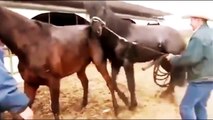 Pferdepaarung - Tiere Bei Der Paarung 2015