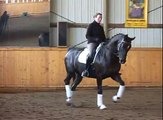 !!SOLD!!  FEI 6 YO Sir Donnerhall Mare - Dressage Professional's Dream Horse For Sale - $92K