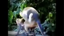 Paarung Der Affen - Tiere Bei Der Paarung 2015