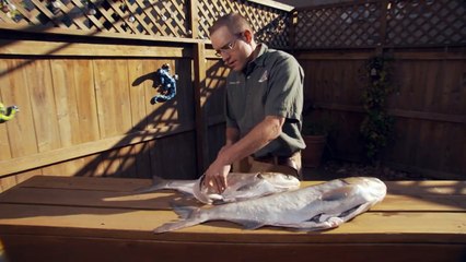Asian Carp - Filleting & Cooking