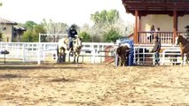 Team Roping Horse Heel Horse For Sale by Victor Aros