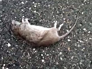 Een dode rat op een fietspad