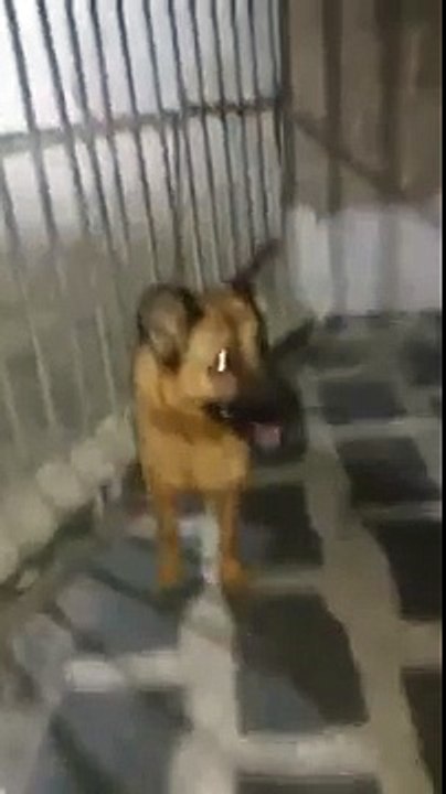 كلب شرس جدا