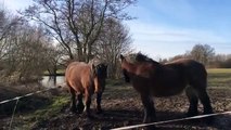 Zeeuwse knollen langs de Dommel nabij Liempde