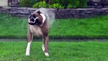 Harlem Shake Dog Edition! Boxer doing a turbo-charged water shake-off!