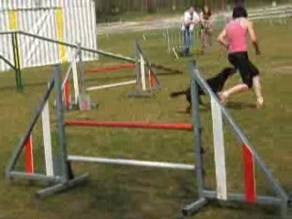 Cani-cross,agility...