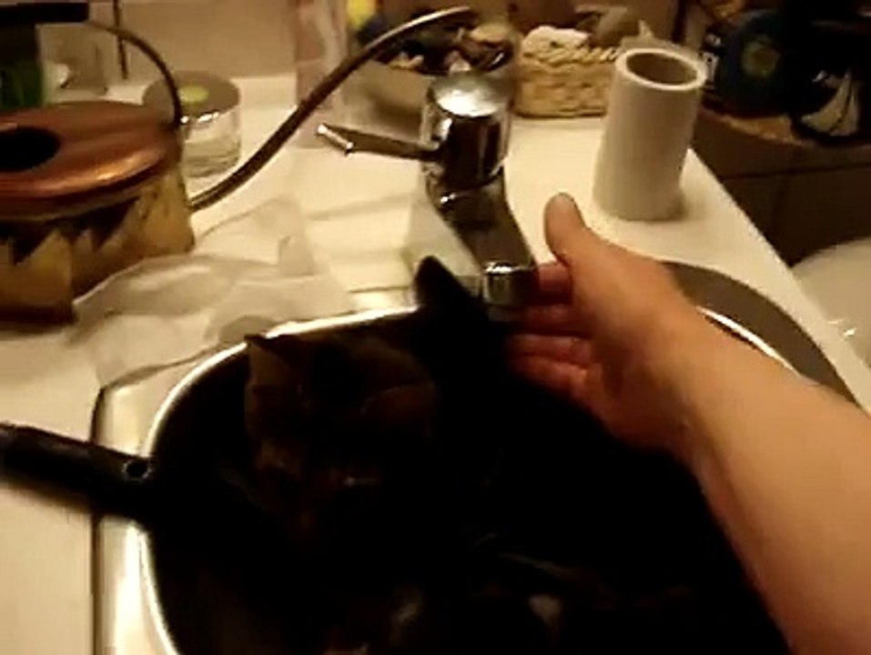 My Mom's Cat Cleo Taking a Bath
