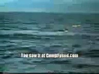 Great white shark vs killer whale animal face off