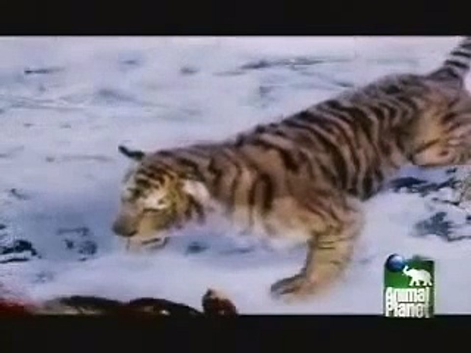 Animal Face-Off Bear vs Tiger