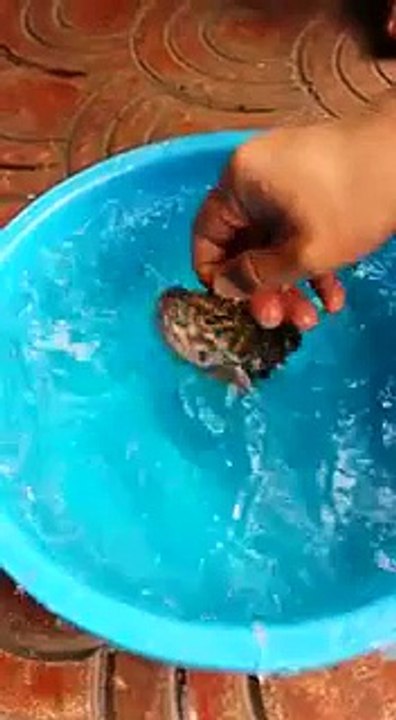 fish