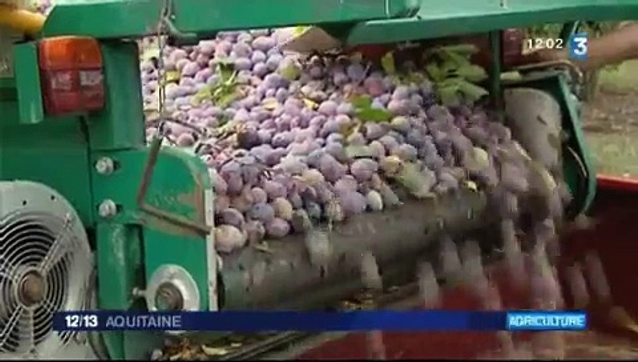recolte_des_prunes_47