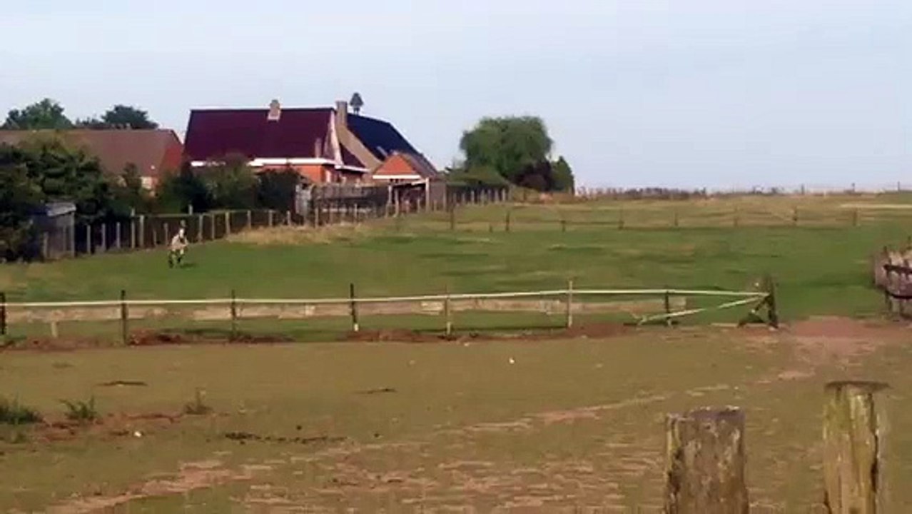 Serafim au galop, marchador