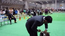 2010 　ジャパン　インターナショナル　ドッグショー