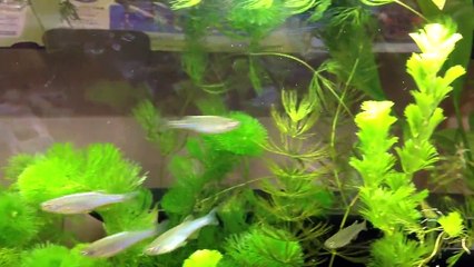 Danio albolineatus　is  great!!!!!!!!!!!   Pearl danio