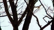 Red Tailed Hawks- Soar