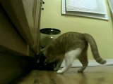 Single longer clip from '2 days of Cat vs. Automatic Feeder'