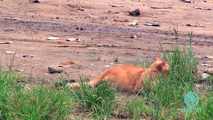 Baby elephant and a cat