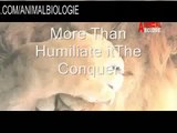 Wildlife Nature Documentary Africa Animals : Lions, Hyenas, Buffalo, Elephant was Hunting