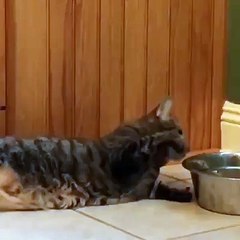 بلی  کے کام چیک کریں