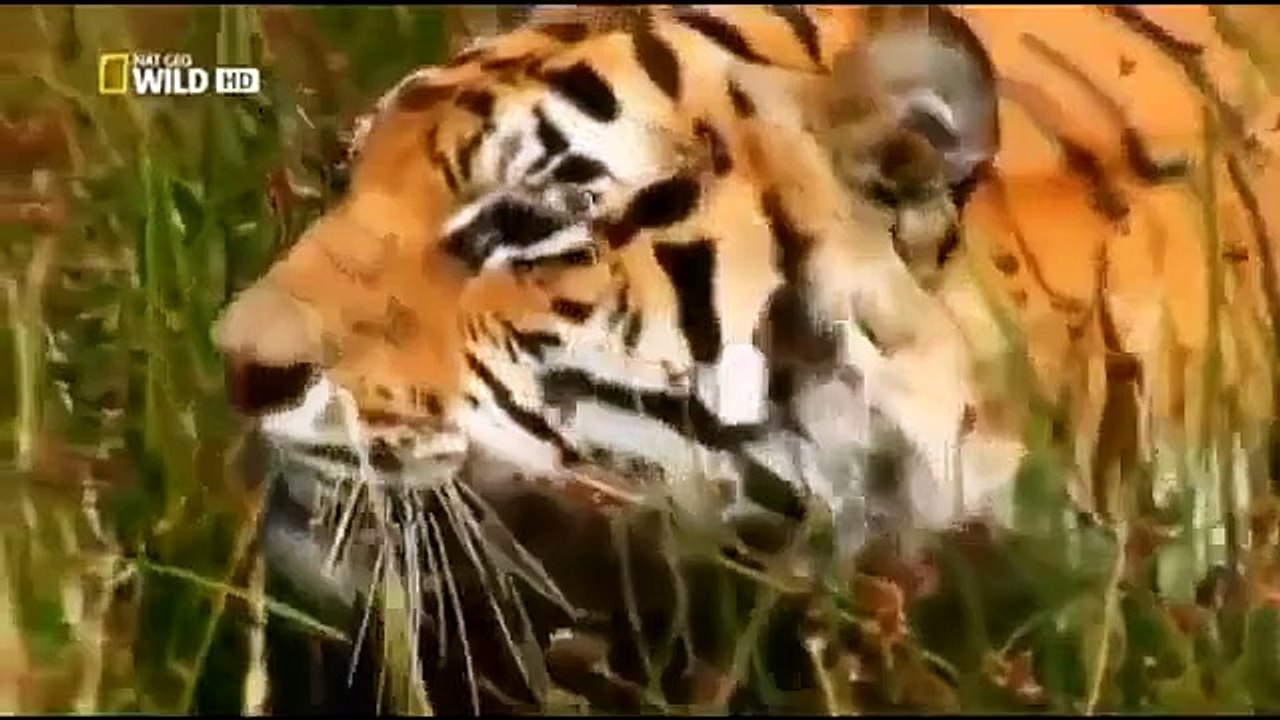 Animal Planet Documentary full Episodes Tiger vs Tiger & Rhino Black Rhino  Attack Male Lion - video Dailymotion